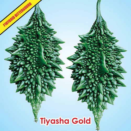 F1 Hybrid Bitter Gourd Tyasha Gold small segment seed variety